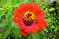 balconyflowers589-140801.jpg
