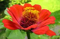 balconyflowers590-140801.jpg