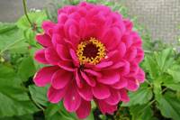 balconyflowers591-140801.jpg