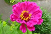 balconyflowers592-140801.jpg