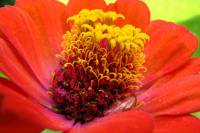balconyflowers593-140801.jpg