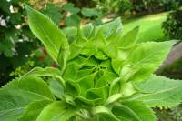 balconyflowers594-140801.jpg