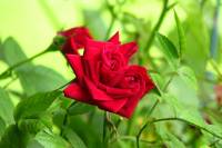 balconyflowers595-140801.jpg