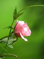 balconyflowers596-140801.jpg