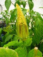 balconyflowers597-140802.jpg