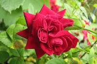 balconyflowers599-140802.jpg