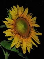 balconyflowers636-140810.jpg