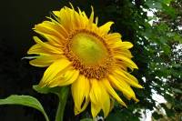 balconyflowers637-140811.jpg