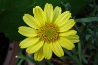balconyflowers638-140811.jpg