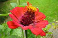 balconyflowers639-140812.jpg