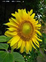 balconyflowers640-140812.jpg