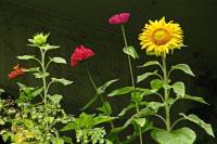 balconyflowers641-140813.jpg