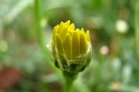 balconyflowers643-140814.jpg