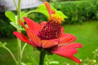 balconyflowers644-140814.jpg