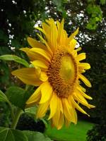 balconyflowers645-140814.jpg