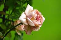 balconyflowers646-140814.jpg