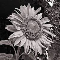 balconyflowers647-140815.jpg