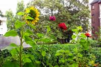 balconyflowers660-140819.jpg
