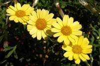 balconyflowers661-140820.jpg
