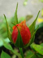balconyflowers662-140820.jpg