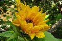 balconyflowers663-140820.jpg