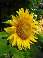 balconyflowers664-140820.jpg