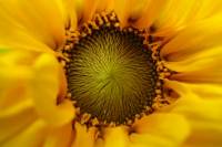 balconyflowers665-140820.jpg