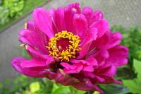 balconyflowers666-140820.jpg