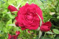 balconyflowers668-140820.jpg