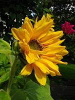 balconyflowers669-140821.jpg