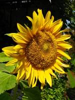 balconyflowers670-140821.jpg