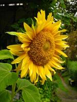 balconyflowers671-140822.jpg