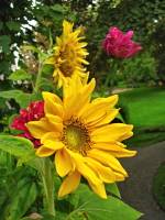 balconyflowers672-140823.jpg