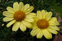balconyflowers673-140823.jpg