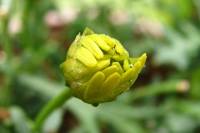 balconyflowers674-140823.jpg