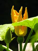 balconyflowers675-140824.jpg