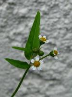 balconyflowers676-140824.jpg