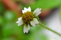 balconyflowers677-140824.jpg