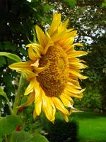 balconyflowers678-140824.jpg