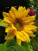 balconyflowers679-140824.jpg