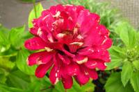balconyflowers680-140824.jpg