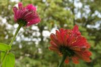 balconyflowers681-140824.jpg