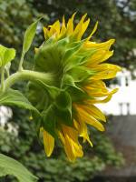 balconyflowers682-140824.jpg