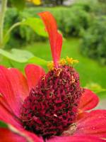 balconyflowers683-140824.jpg