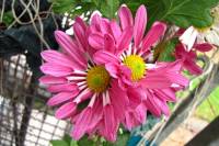 balconyflowers912-141126.jpg