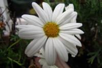 balconyflowers915-141126.jpg
