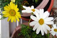 balconyflowers916-141126.jpg