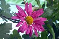 balconyflowers918-141129.jpg