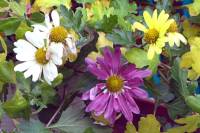 balconyflowers920-141214.jpg