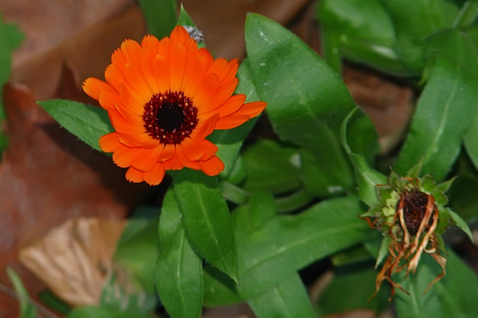 balconyflowers002-140204.jpg
